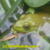 /home//u458753944/public_html/sourcegallery//Frogs/More bullfrogs/P7150857.JPG